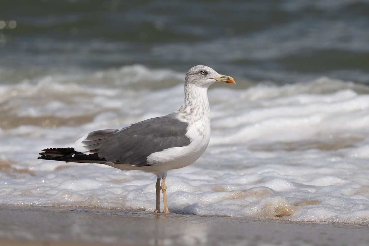 Lesser Black-backed Gull - ML642778104