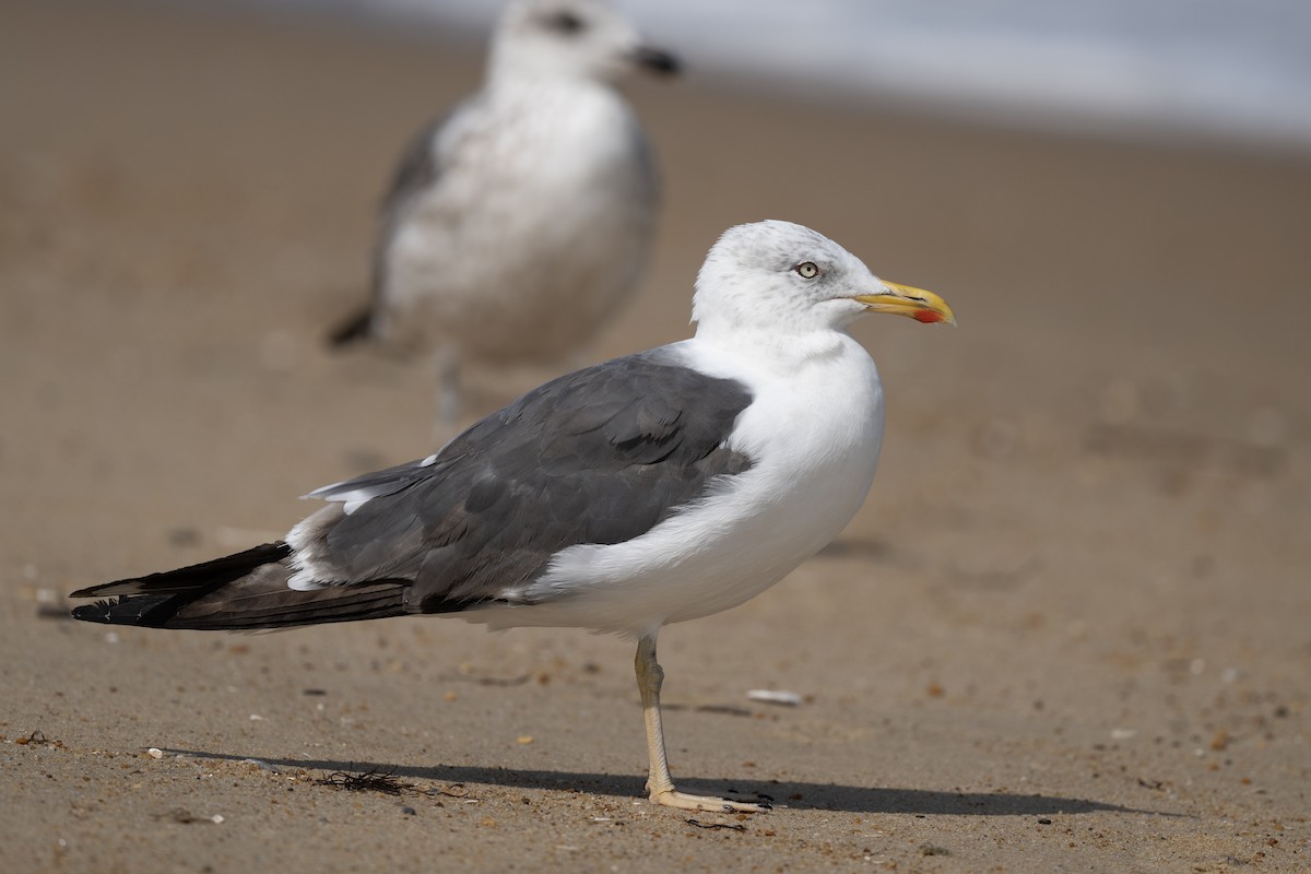 Lesser Black-backed Gull - ML642778106