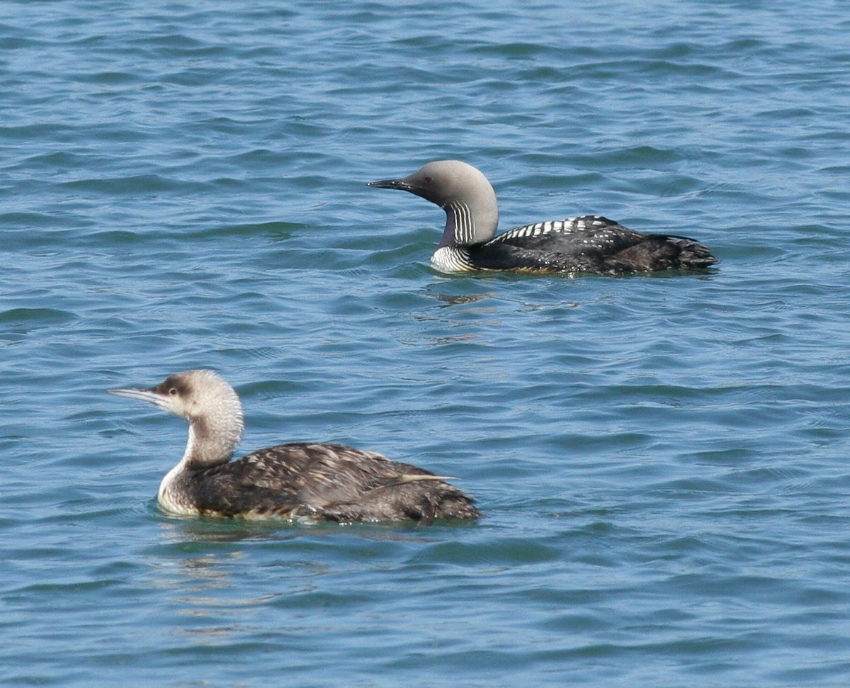 Pacific Loon - Matthew Bowman