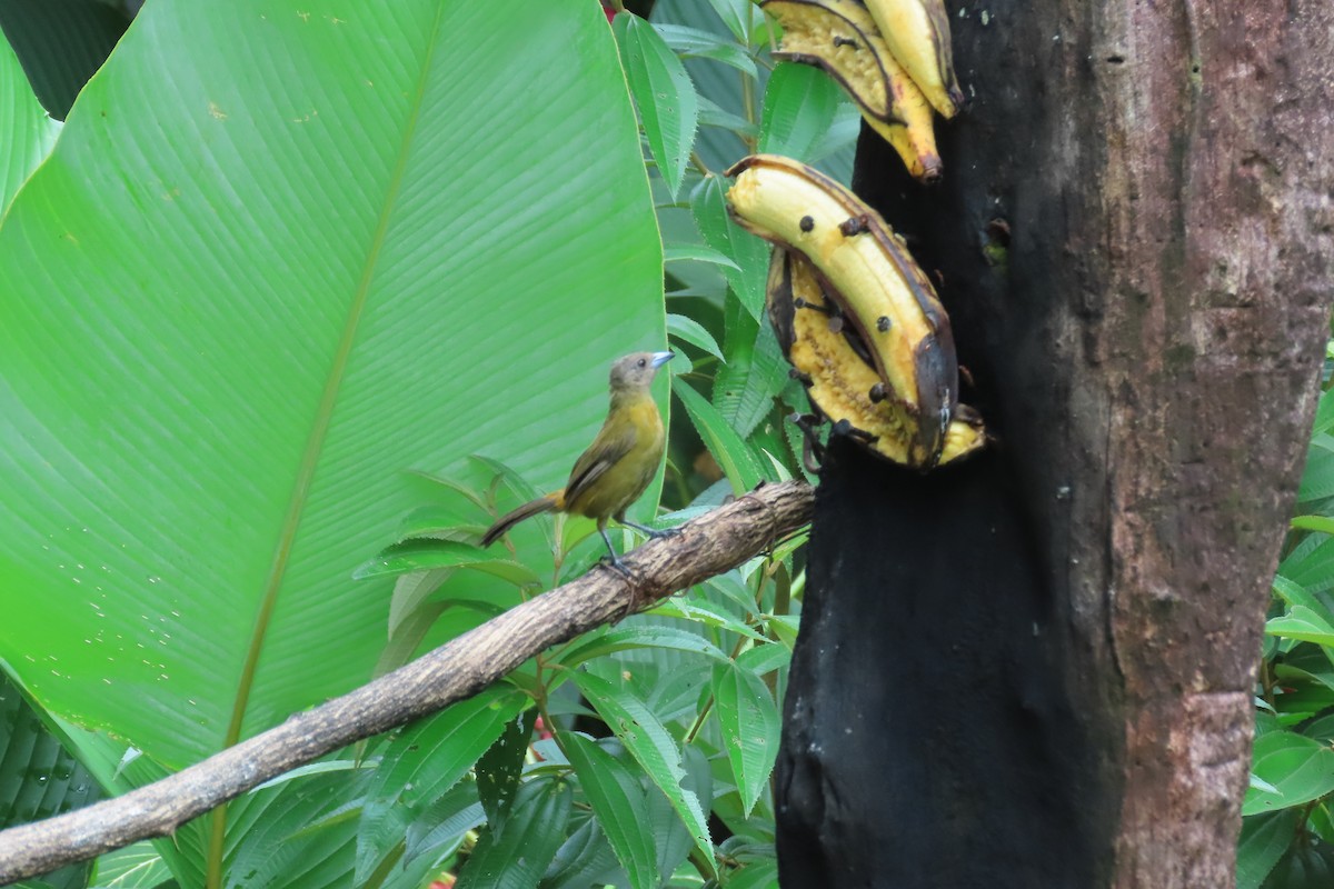 Scarlet-rumped Tanager (Passerini's) - ML642778115