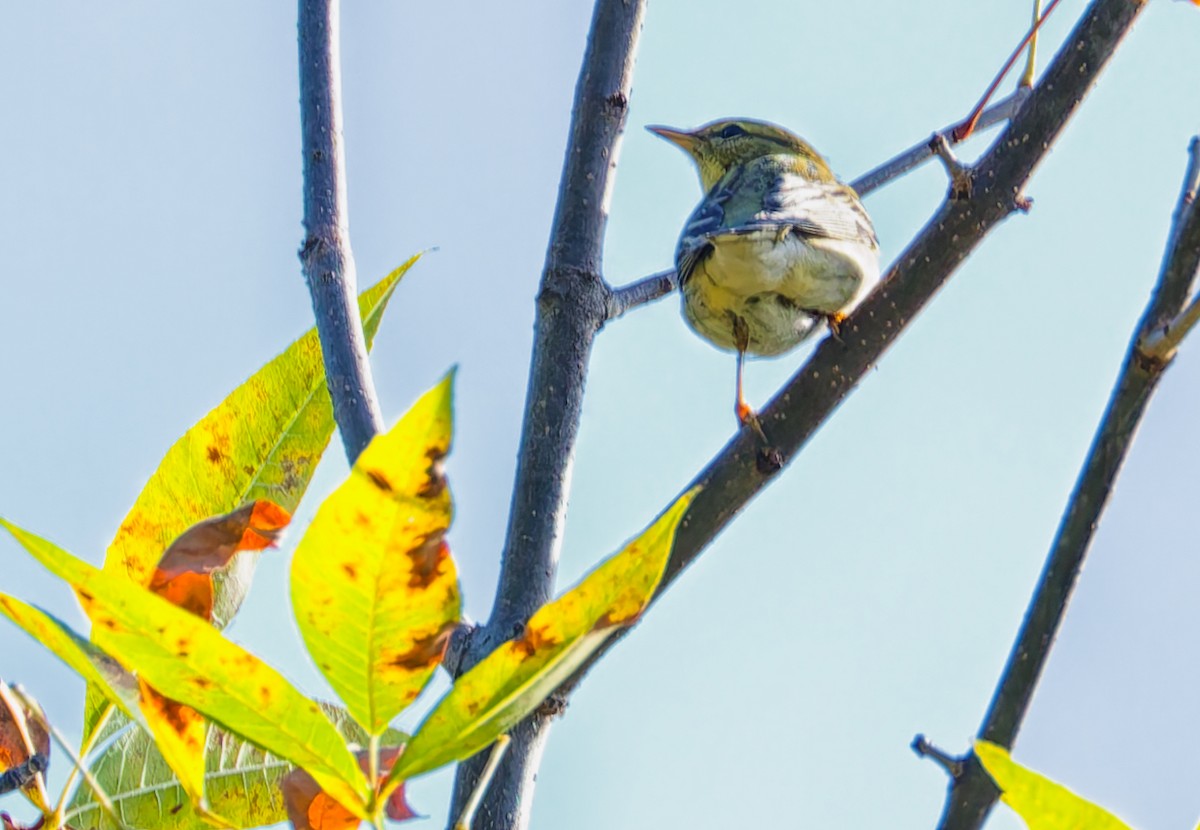 Blackpoll Warbler - ML642778126