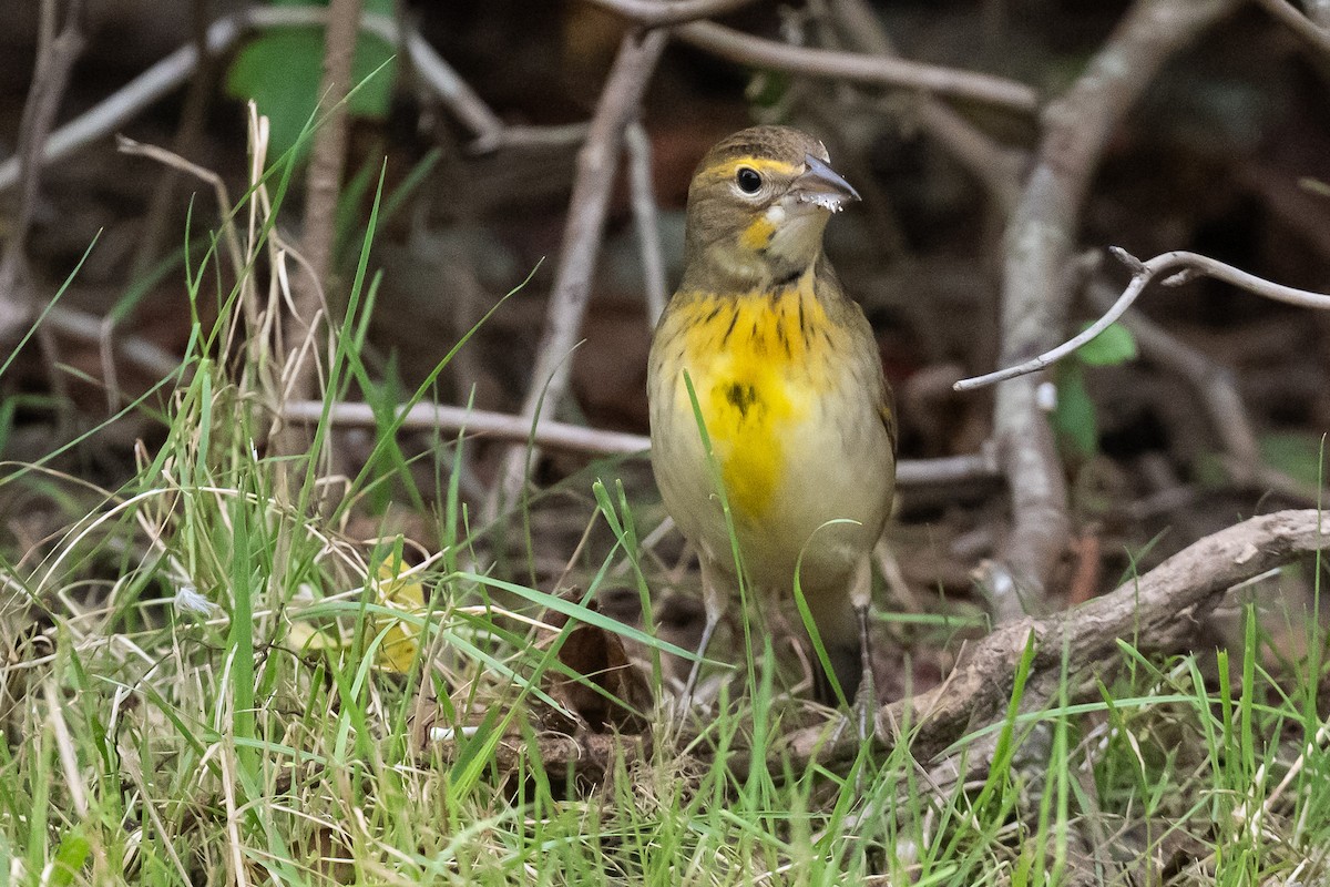 Dickcissel - ML642778132