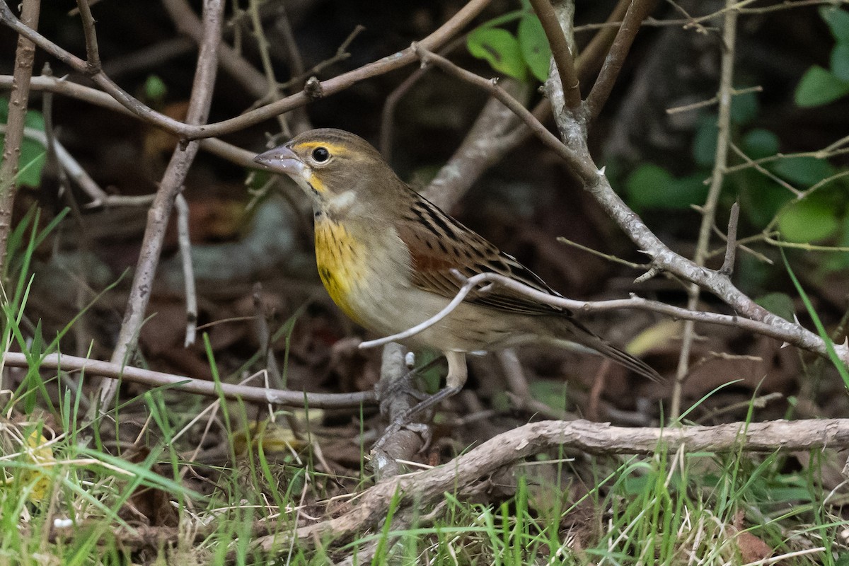 Dickcissel - ML642778149
