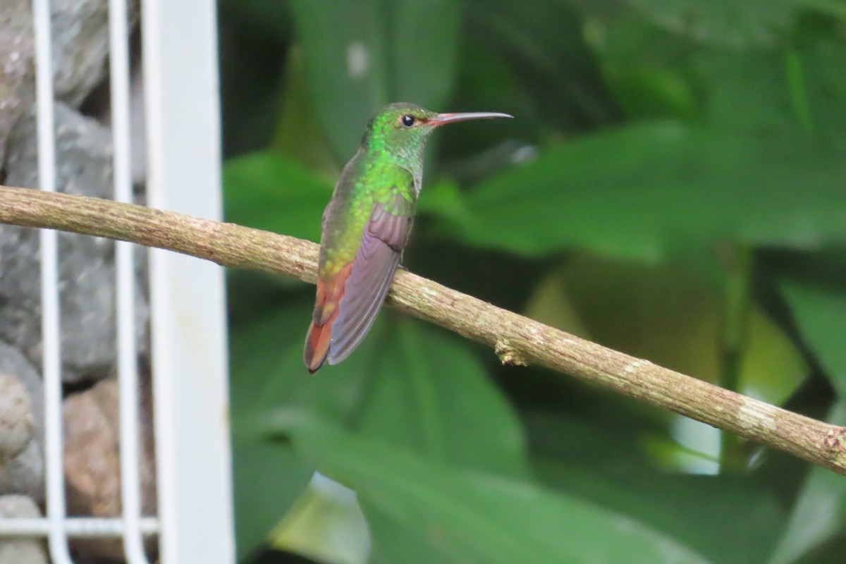 Rufous-tailed Hummingbird - ML642778151