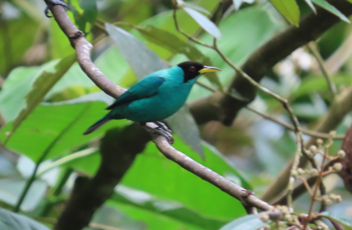 Green Honeycreeper - ML642778156