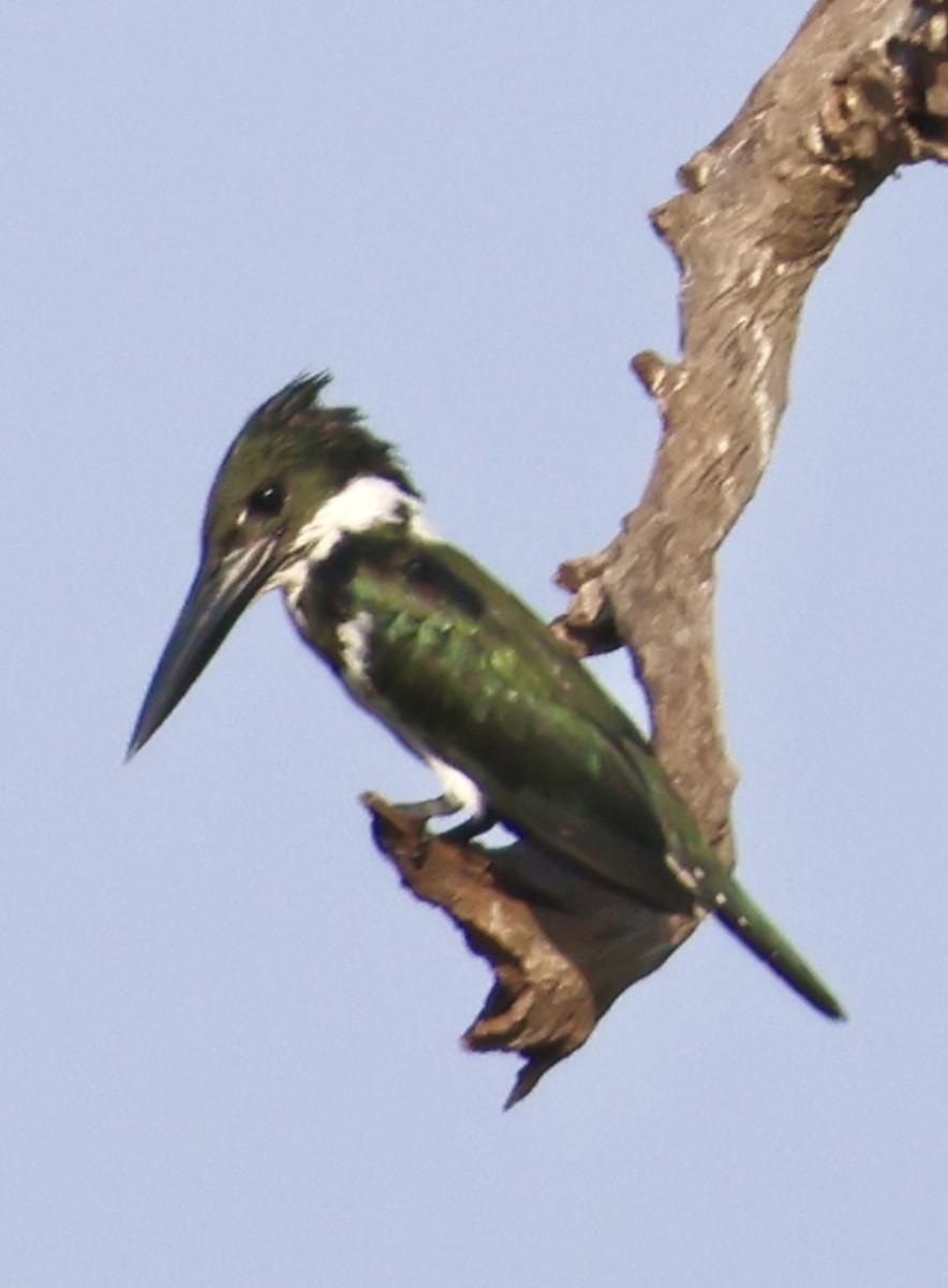 Martin-pêcheur d'Amazonie - ML642778169