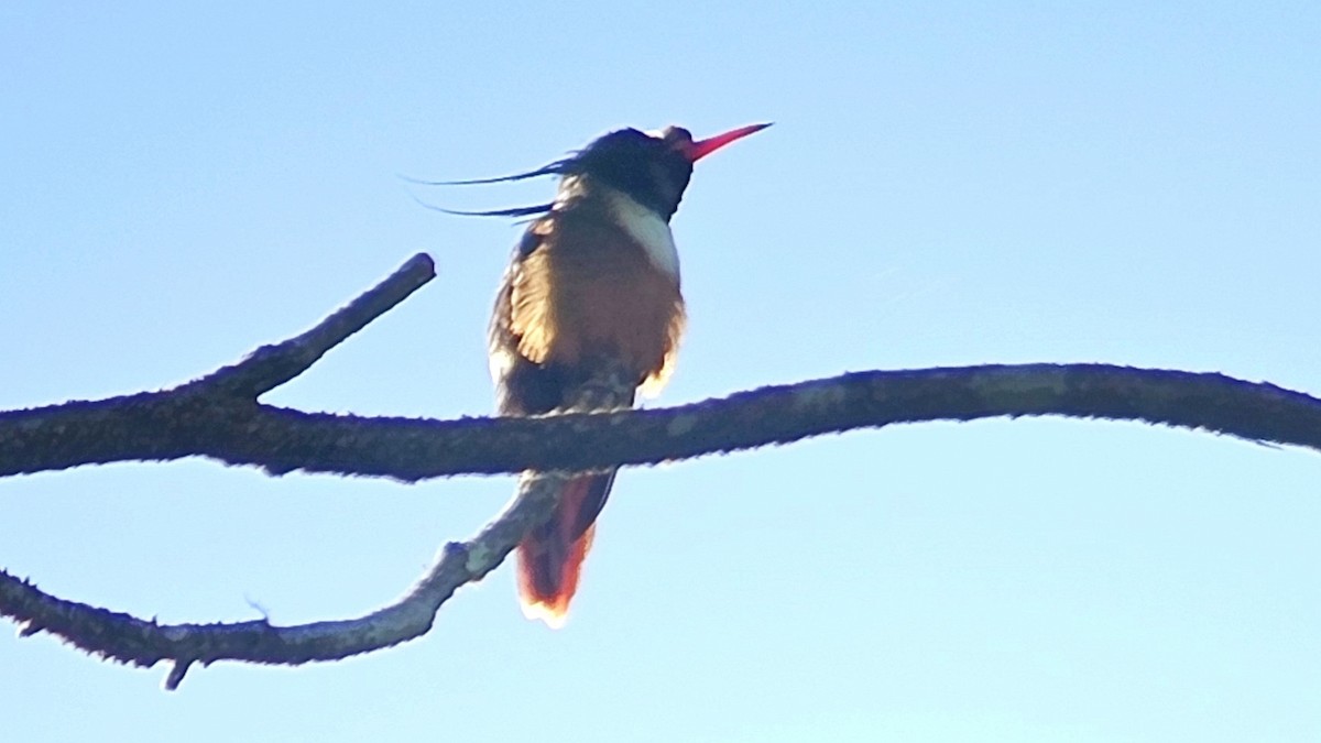 White-crested Coquette - ML642778185
