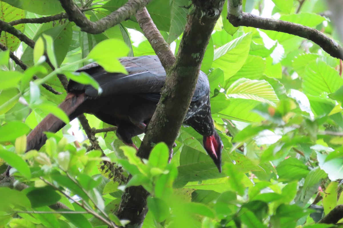 Crested Guan - ML642778195