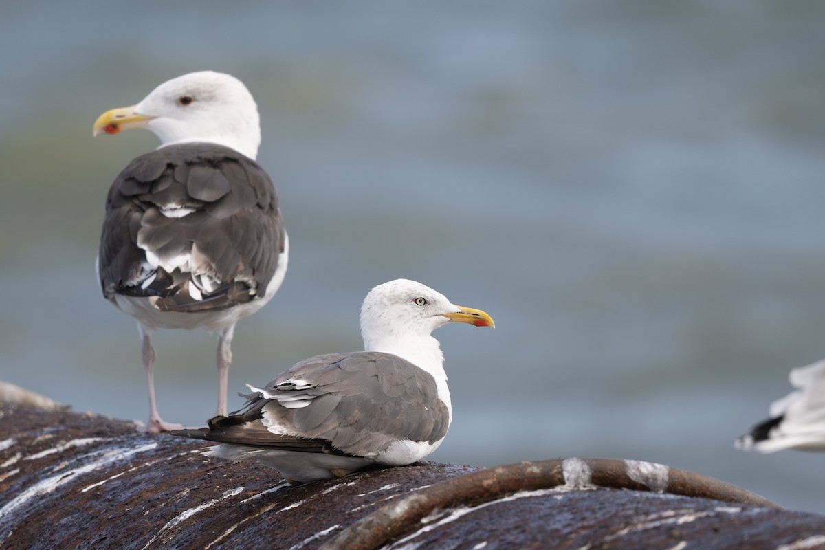 Lesser Black-backed Gull - ML642778198