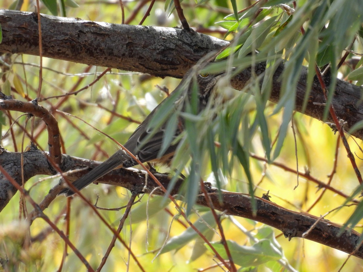 Sage Thrasher - ML642778199