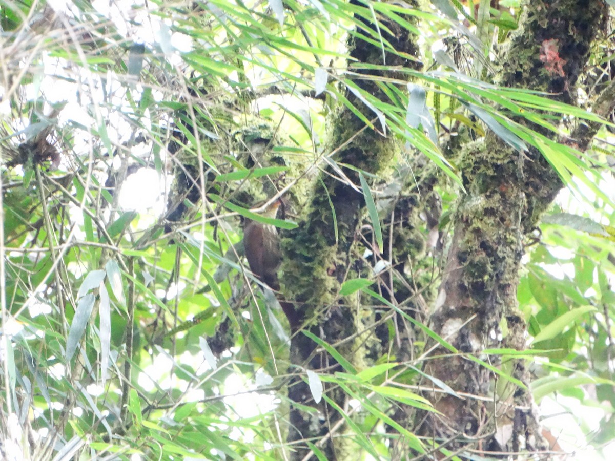 Buff-browed Foliage-gleaner - ML642778202