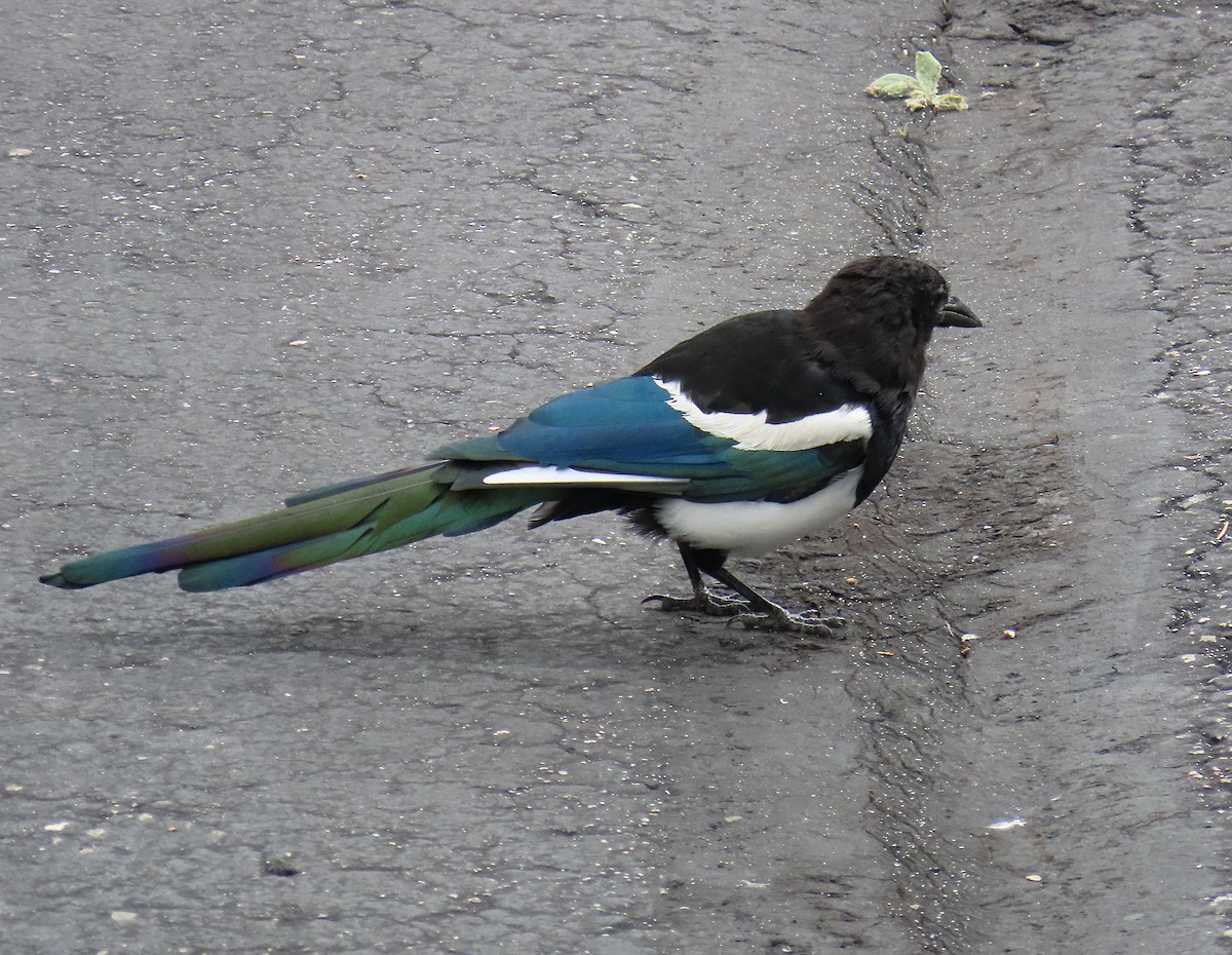 Black-billed Magpie - ML642778224