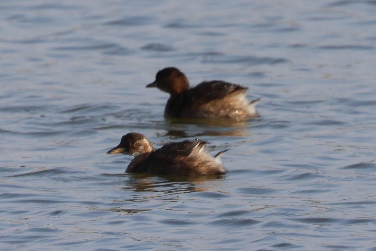 Little Grebe - ML642778227