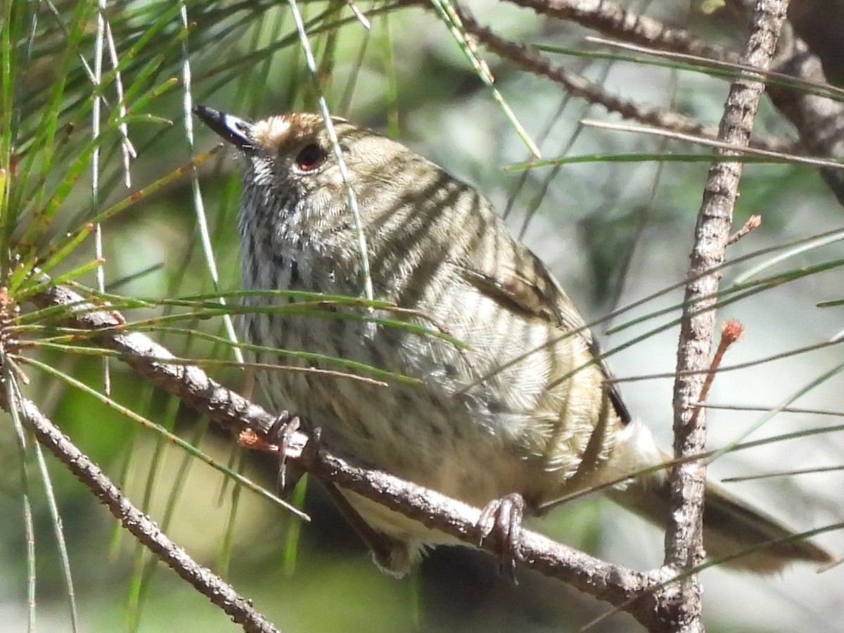 Brown Thornbill - ML642778230