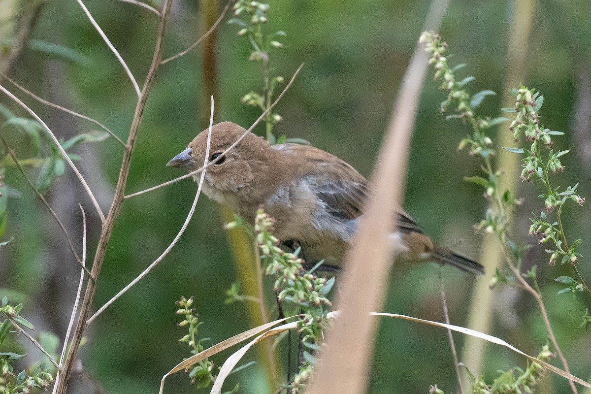 Indigo Bunting - ML642778231