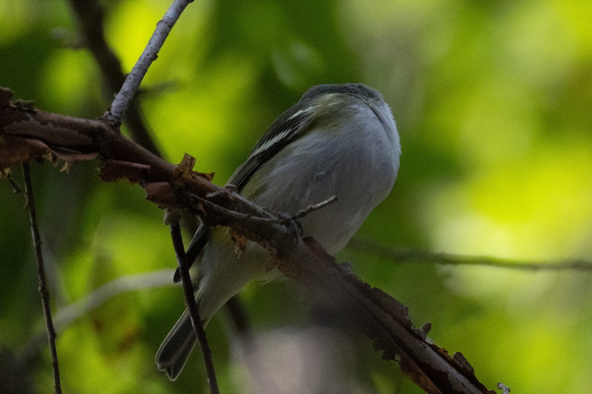Blue-headed Vireo - ML642778243