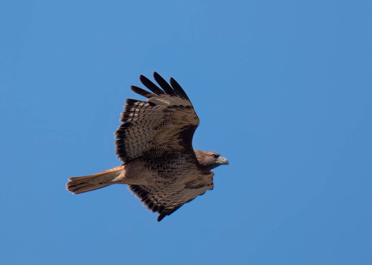 Red-tailed Hawk (calurus/alascensis) - ML642778248