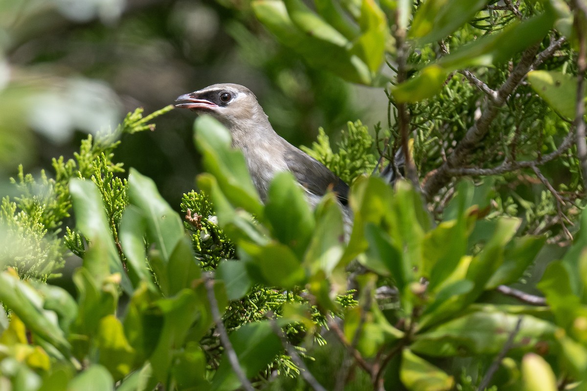 Cedar Waxwing - ML642778258