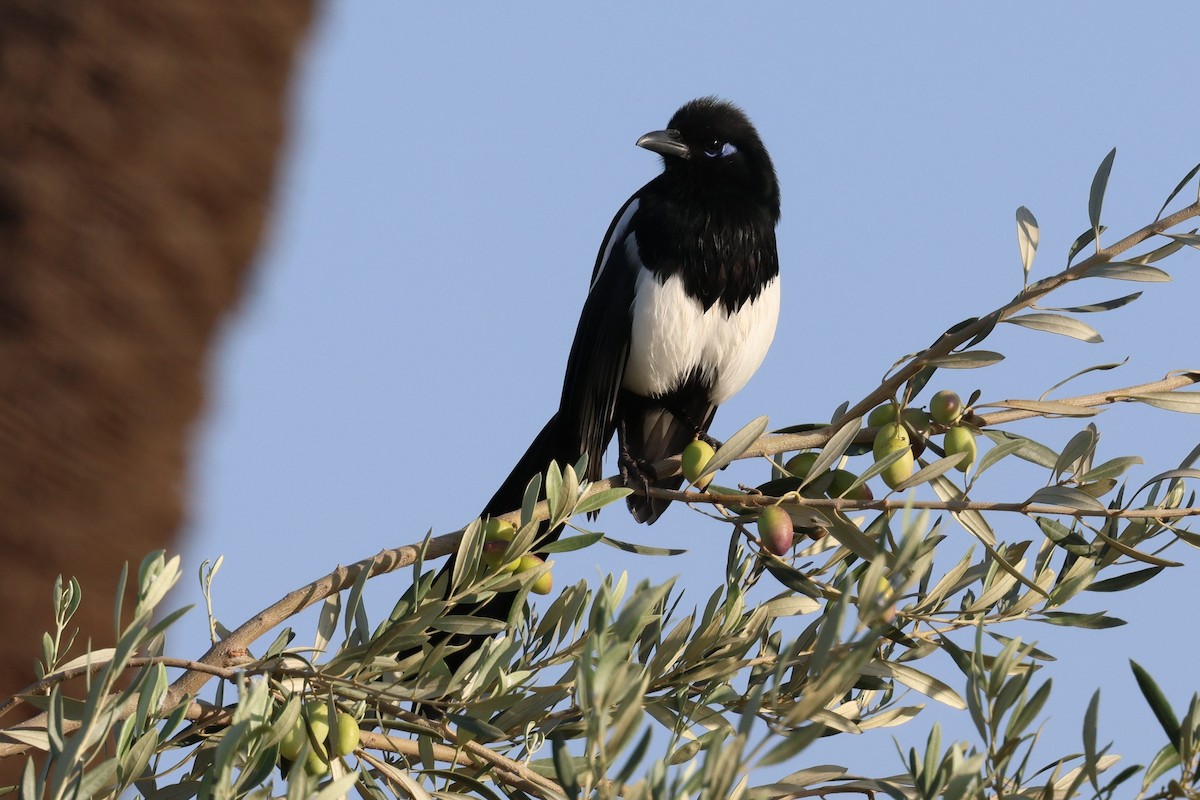 Maghreb Magpie - ML642778269