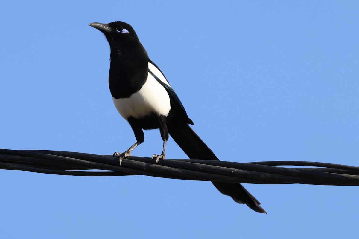 Maghreb Magpie - ML642778272