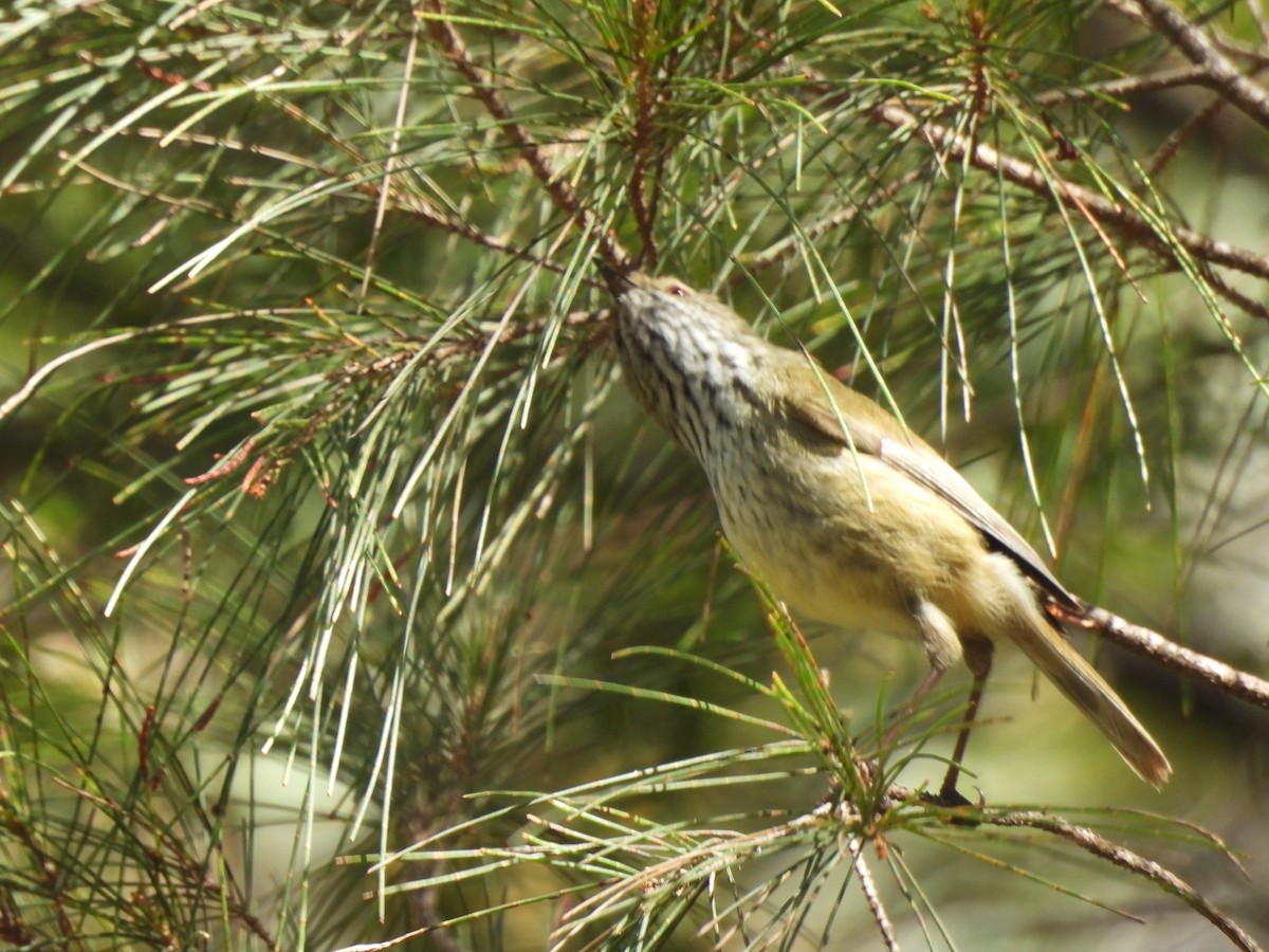 Brown Thornbill - ML642778296