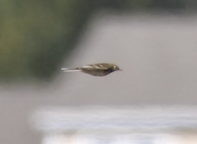 American Pipit - ML642778301