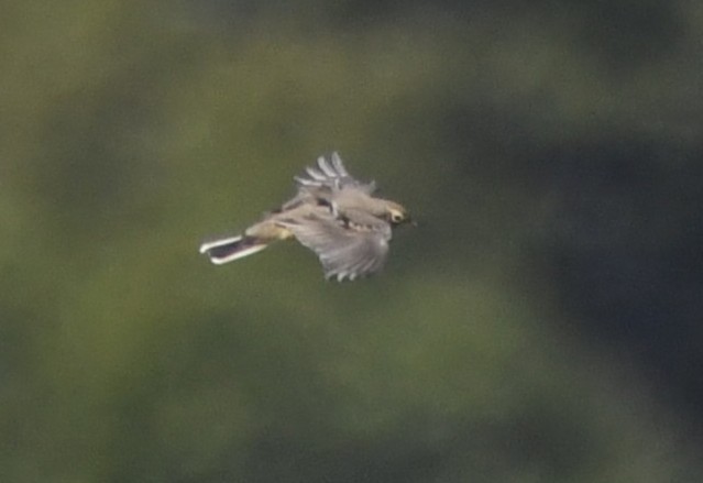 American Pipit - ML642778302