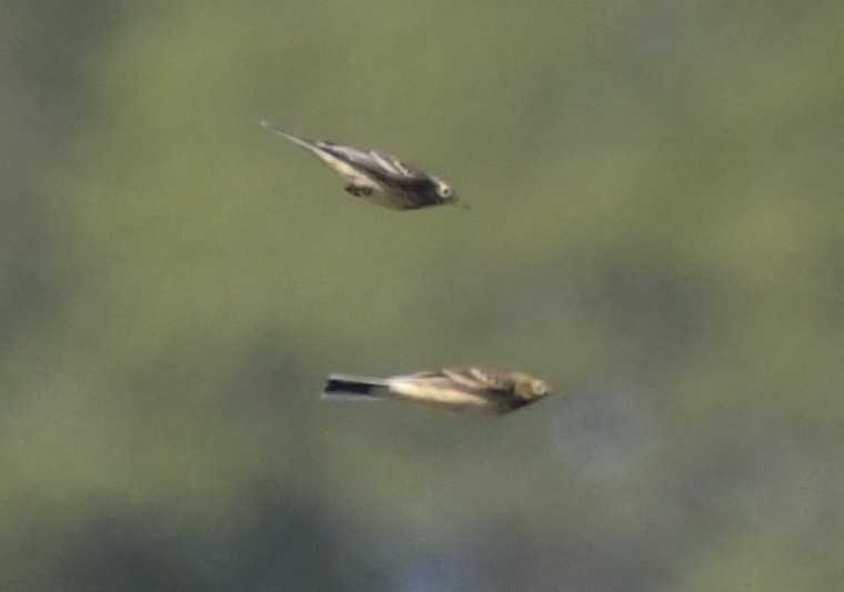 American Pipit - ML642778303