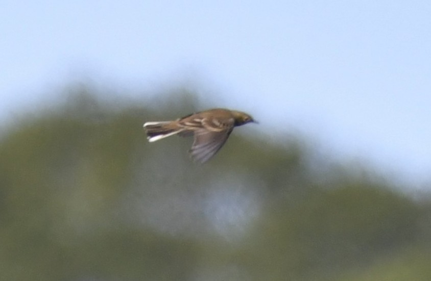 American Pipit - ML642778307