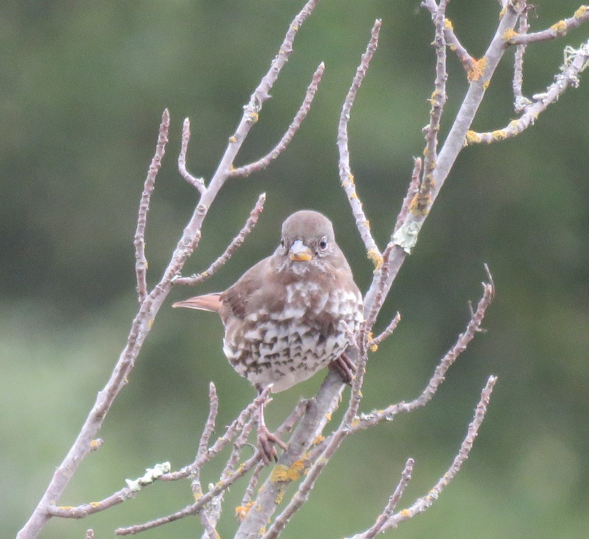 Fox Sparrow (Sooty) - ML642778311
