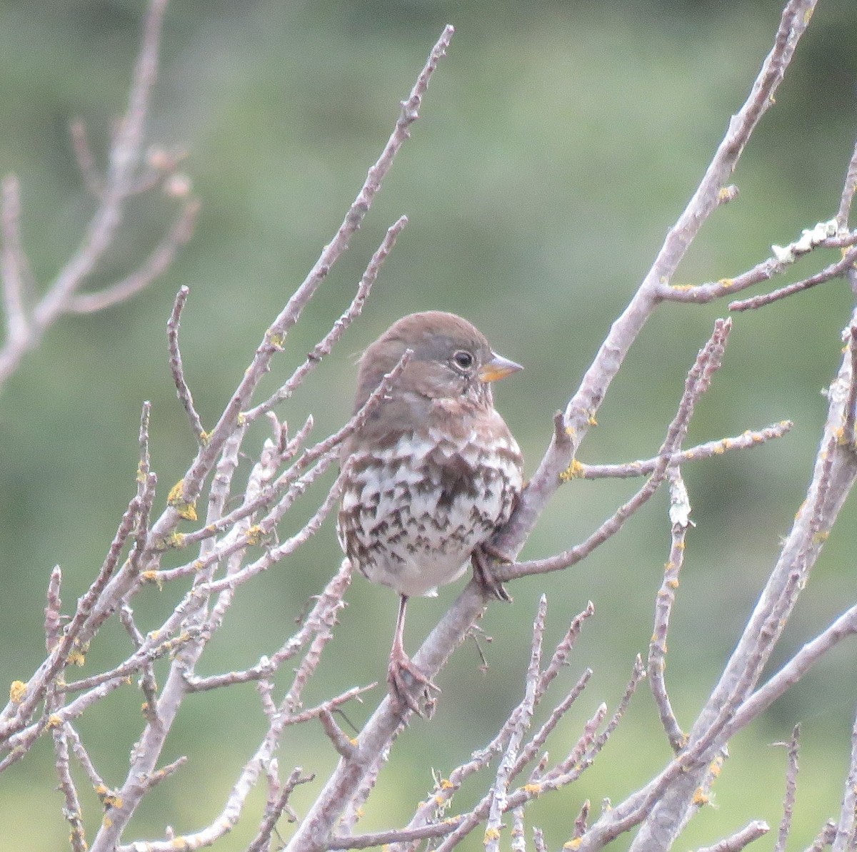 Fox Sparrow (Sooty) - ML642778312