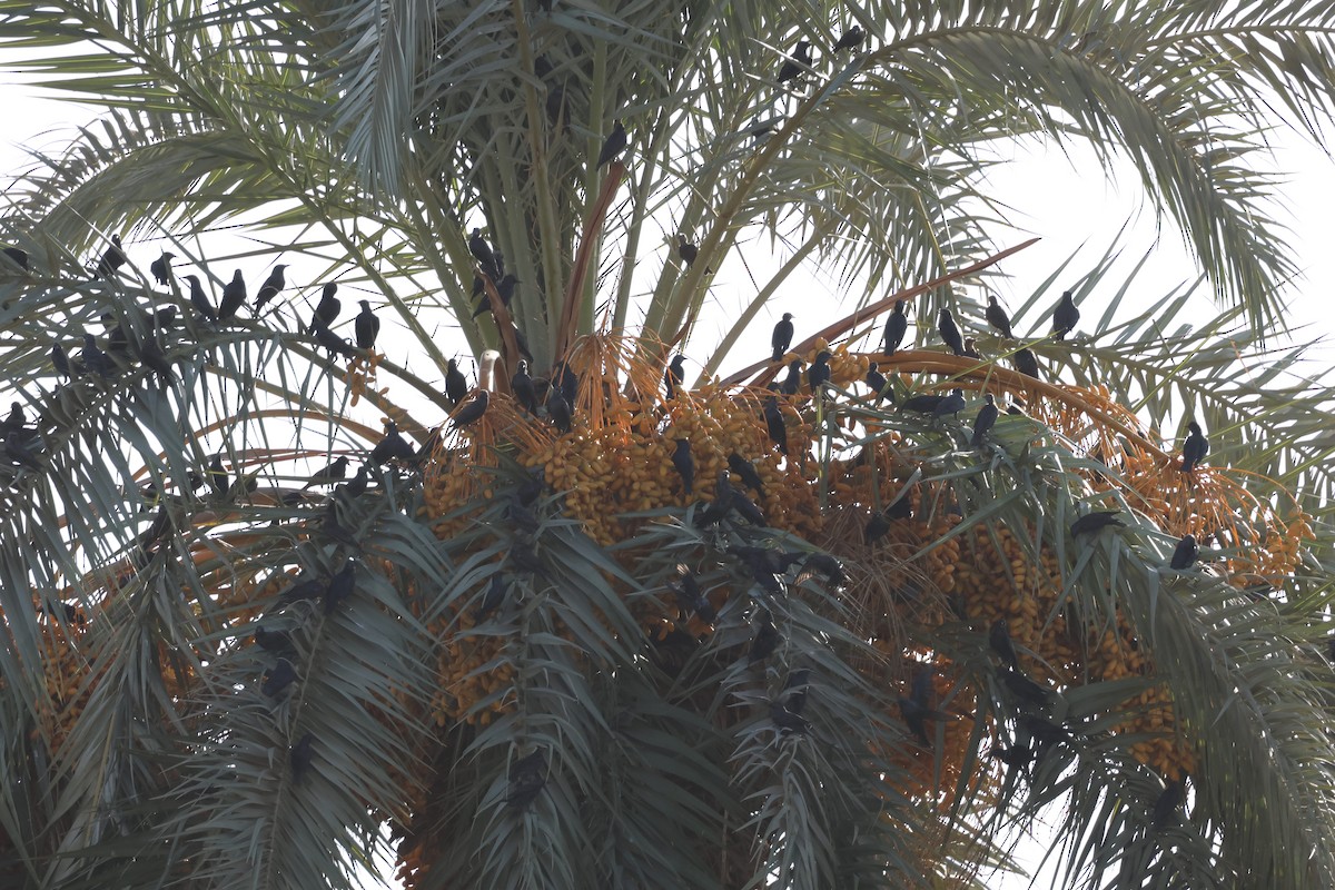 Spotless Starling - ML642778313