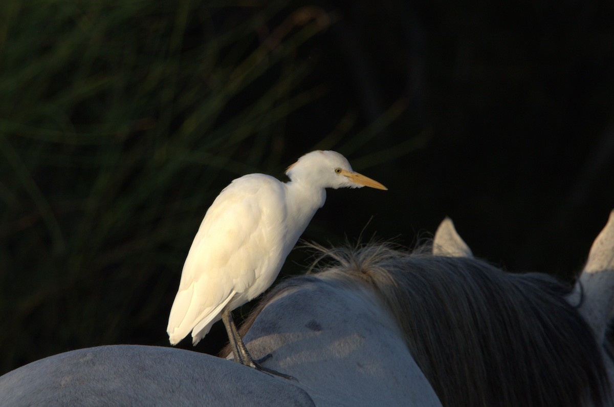 Western Cattle-Egret - ML642778320