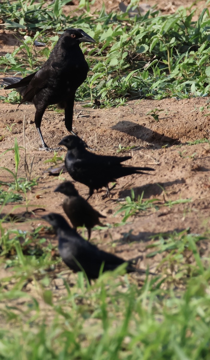 Shiny Cowbird - ML642778348