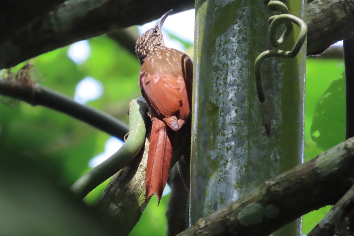 Streak-headed Woodcreeper - ML642778352