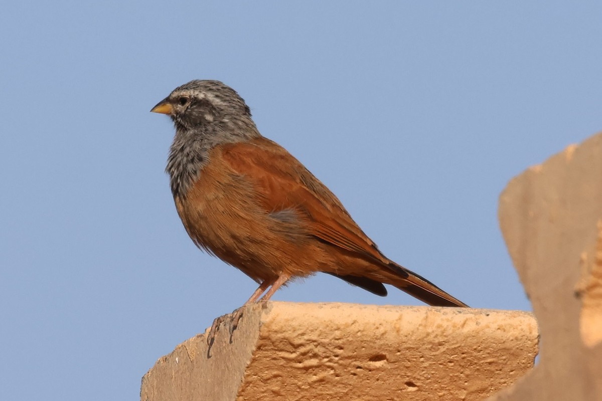 House Bunting - ML642778354