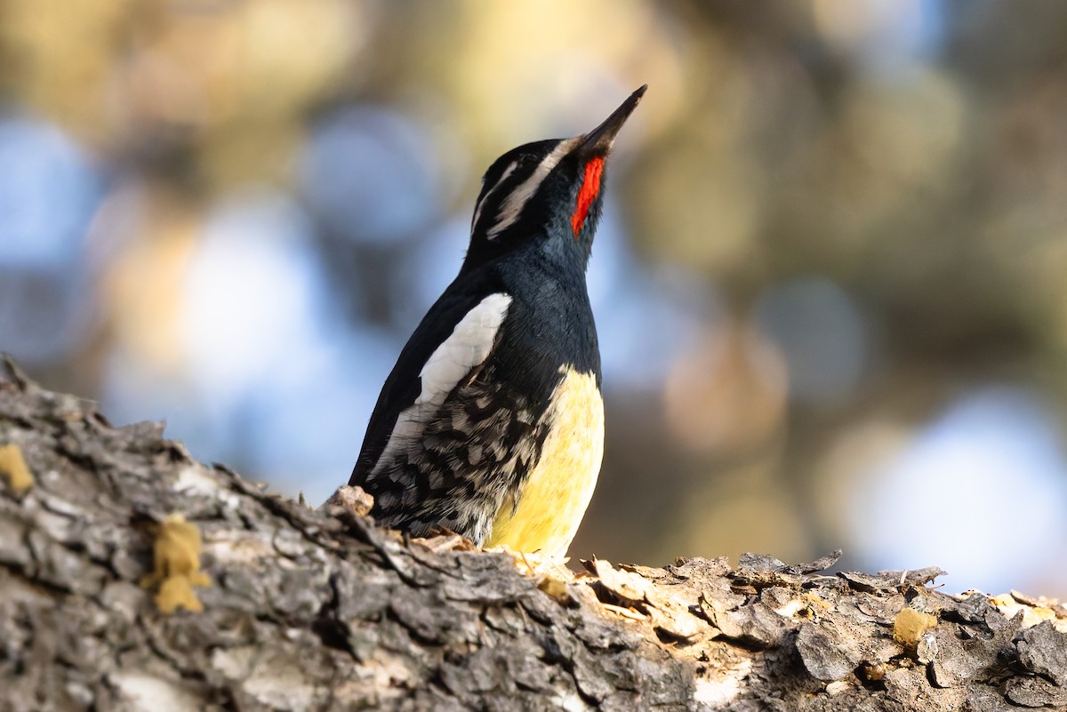 Williamson's Sapsucker - ML642778358