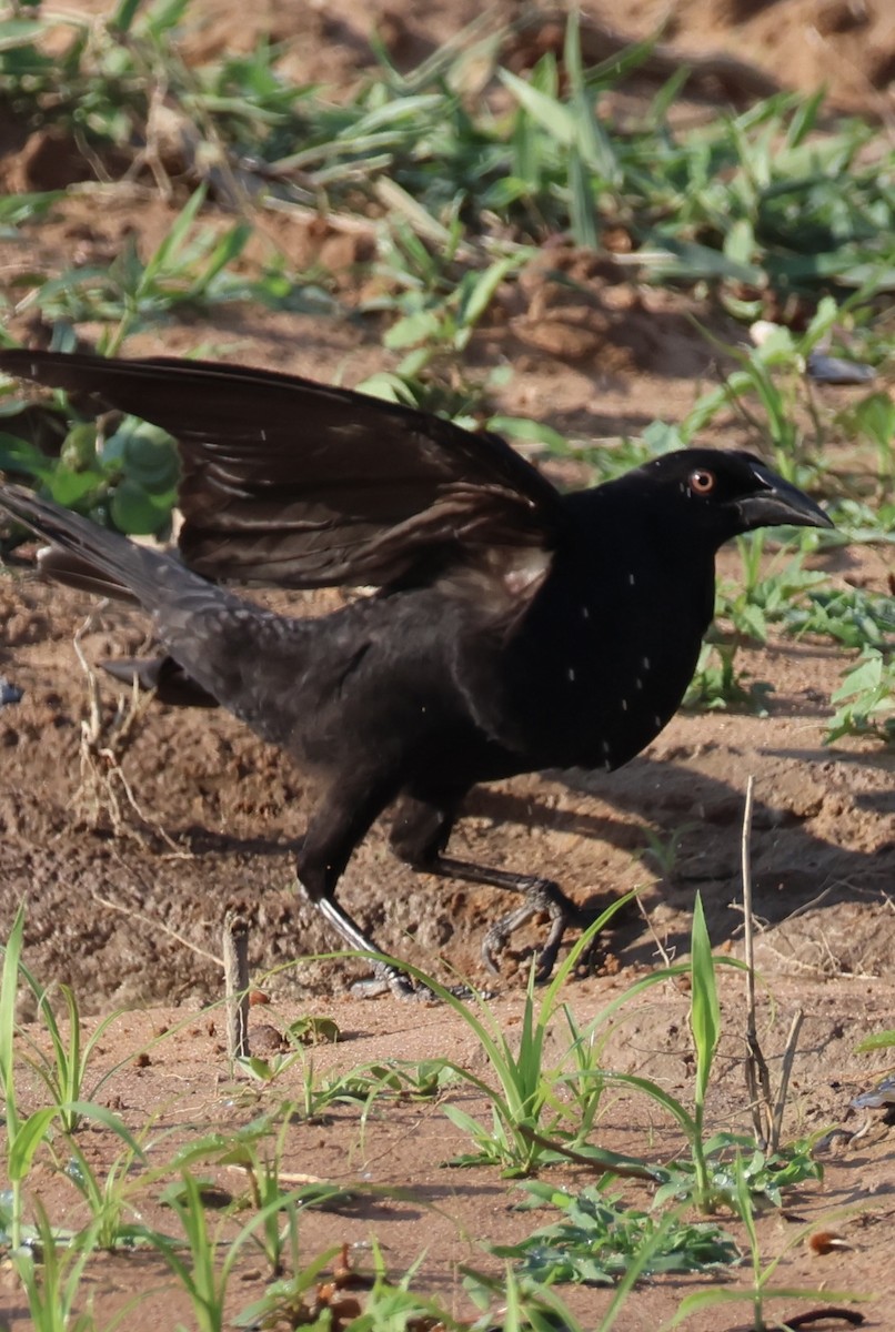 Giant Cowbird - ML642778362