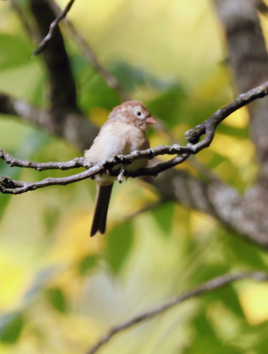 Field Sparrow - ML642778366