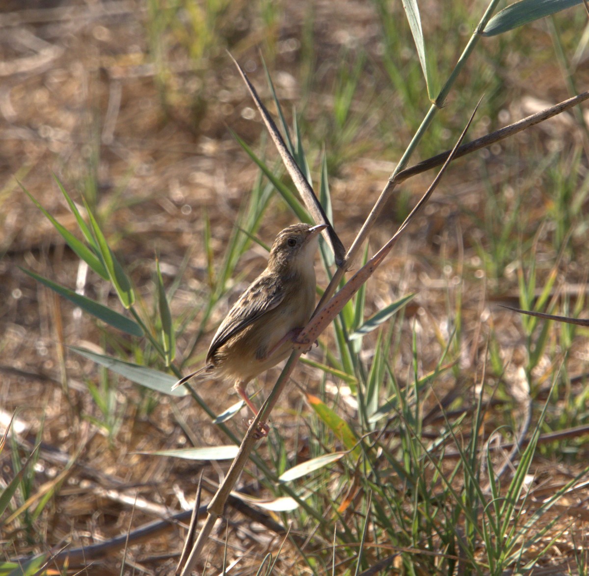 Zitting Cisticola - ML642778367