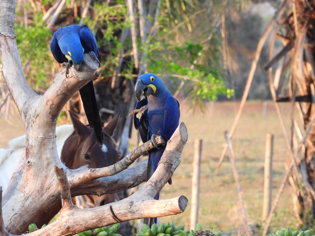 Hyacinth Macaw - ML642778377