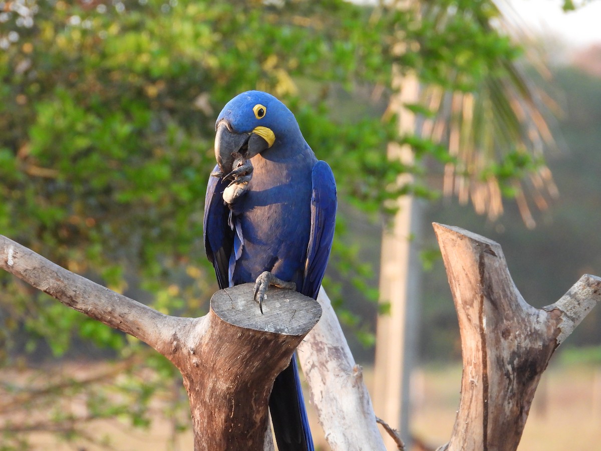 Hyacinth Macaw - ML642778378