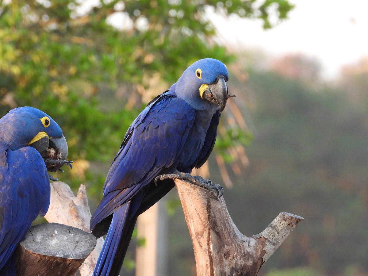 Hyacinth Macaw - ML642778379