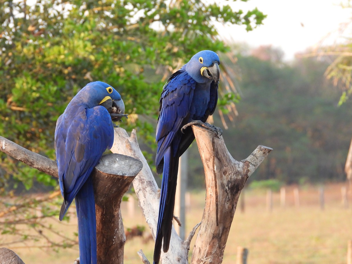 Hyacinth Macaw - ML642778380