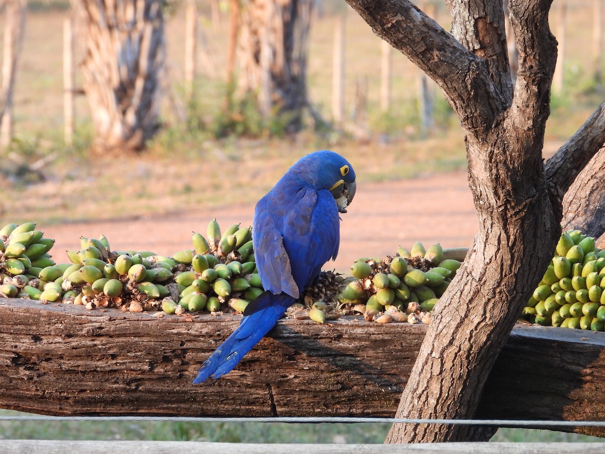 Hyacinth Macaw - ML642778381