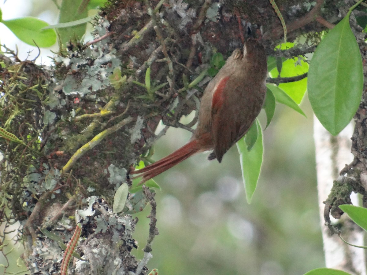 Olive Spinetail - ML642778385