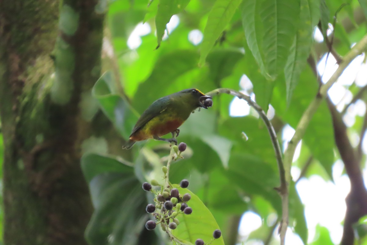 Olive-backed Euphonia - ML642778388