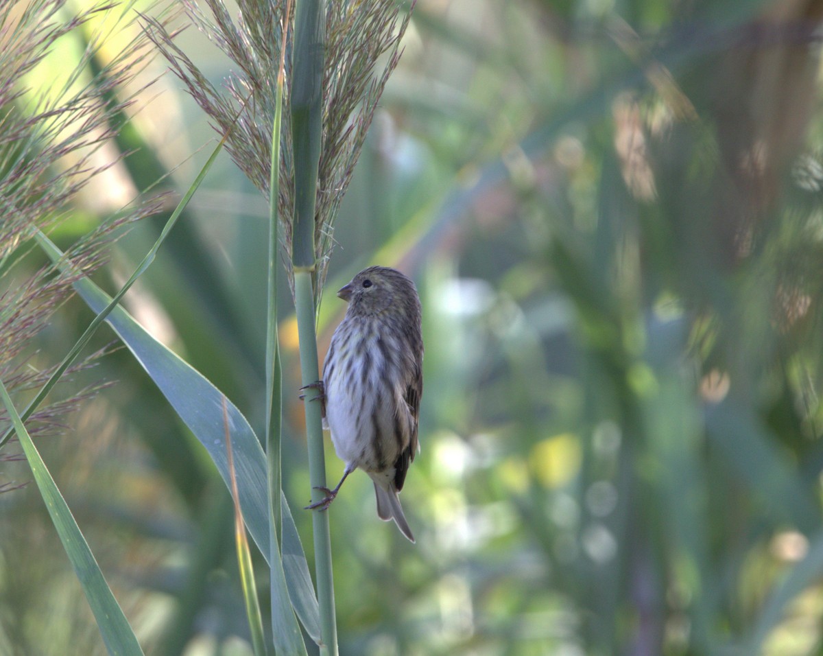 European Serin - ML642778392