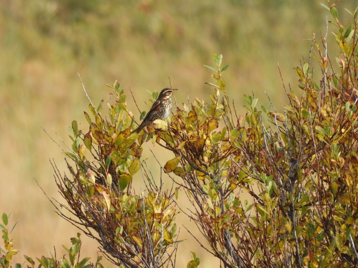 Birigarro hegalgorria - ML642778397