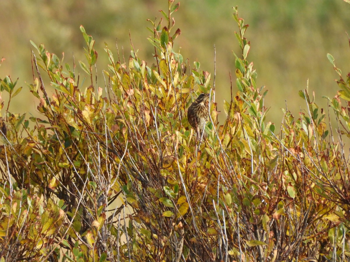 Birigarro hegalgorria - ML642778400